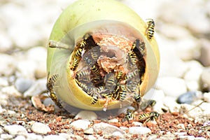 Wasps eat fallen fruit