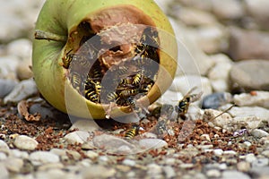 Wasps eat fallen fruit