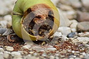 Wasps eat fallen fruit