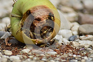 Wasps eat fallen fruit