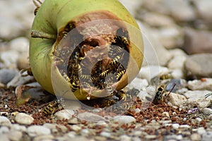 Wasps eat fallen fruit