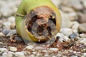 Wasps eat fallen fruit