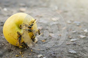 Wasps eat fallen yellow apple. Dry apple on the ground