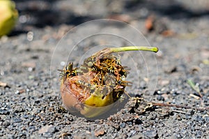 Wasps eat a pear