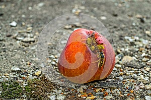 Wasps eating a rotten apple