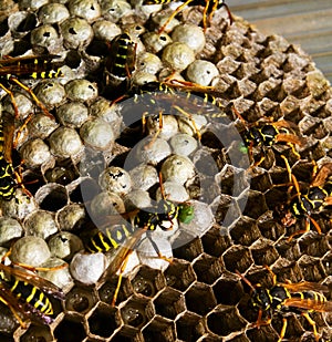 Wasps feed larva in vespiary