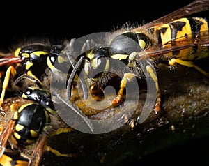 Wasps feeding on syrup on branch meant for butterflies. photo