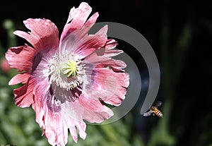 Wasps Flying Towards From Papaver Species