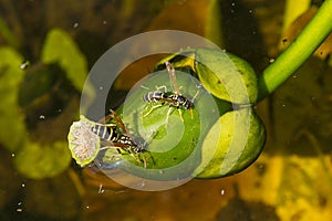 Wasps on the fruits of Nuphar lutea