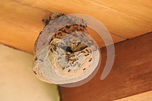 Wasps going in hile in nest