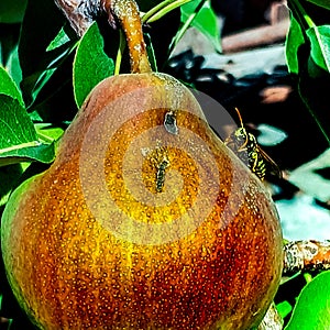 Wasps are great lovers of the flesh of pears.