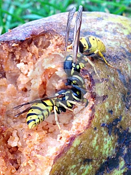 Wasps head to head