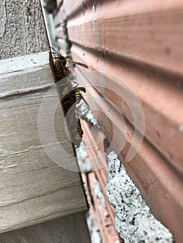 Wasps hiding from the cold