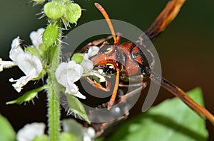 Wasps, insects that can sting, brown-headed, black bodies with brown stripes