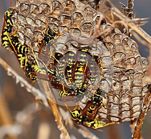 Wasps inside its nest