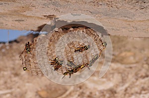 Wasps make a hive for posterity