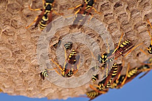 Wasps make a hive for posterity