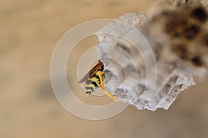 Wasps make a hive for posterity