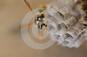 Wasps make a hive for posterity