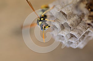 Wasps make a hive for posterity