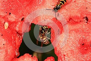 Wasps on a melon - distraction food