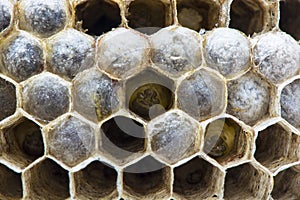 Wasps nest