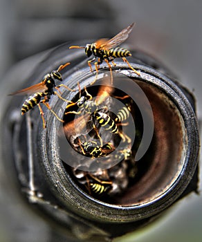 Wasps nest