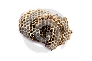 Wasps nest photo