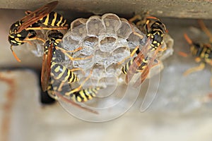 Wasps on nest