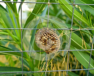 Wasps nest