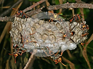 Wasps Nest...