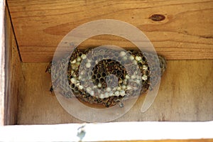 Wasps nest