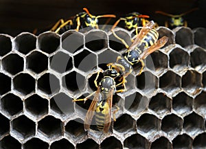 Wasps in the nest