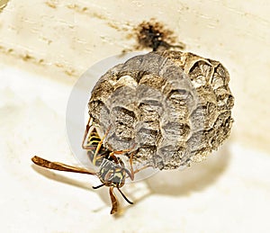 Wasps Nest Construction