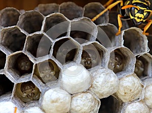 Wasps nest with larva