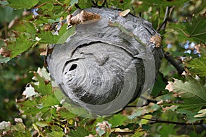 Wasps nest on a tree