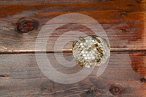 Wasps' nest under a wooden roof