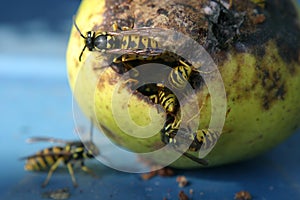 Wasps on a pear