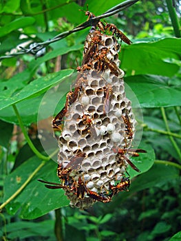 Wasps, Pepsis fabricius, building nest