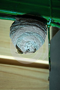 Wasps polist. The nest of a family of wasps