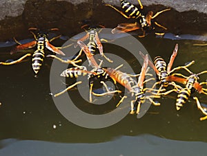 Wasps Polistes drink . Wasps drink water from the pan, swim