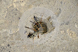 Wasps Polistes drink water