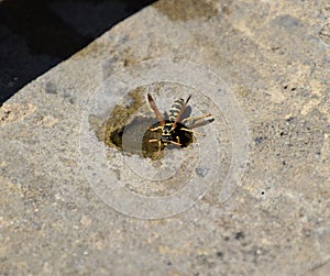 Wasps Polistes drink water