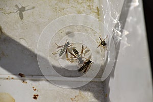 Wasps Polistes drink water