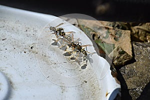 Wasps Polistes drink water