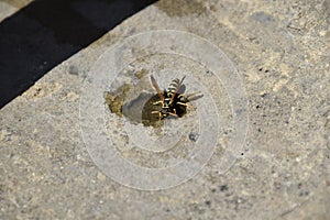 Wasps Polistes drink water