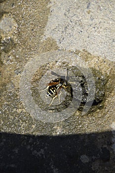 Wasps Polistes drink water