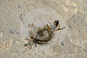 Wasps Polistes drink water