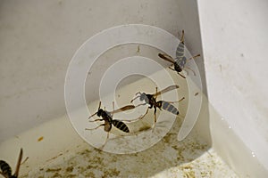 Wasps Polistes drink water