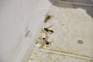 Wasps Polistes drink water